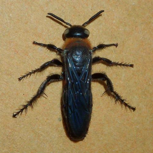 Campsomeriella collaris